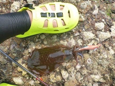 アオリイカ好釣♪