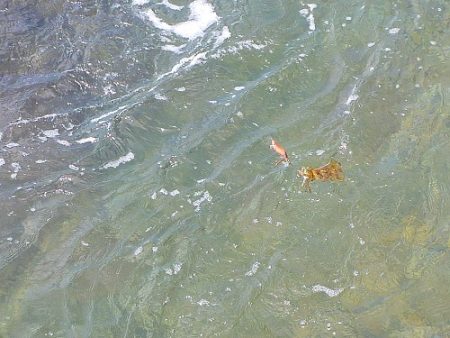 アオリイカ不調・・・