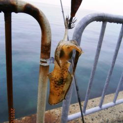 雨でも多いエギンガ～