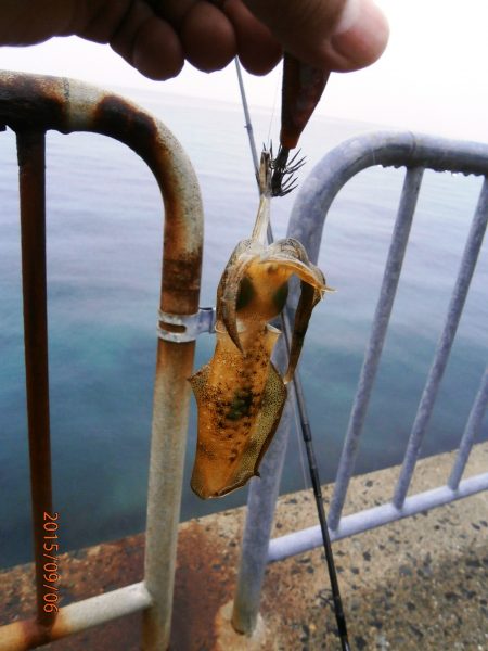 雨でも多いエギンガ～