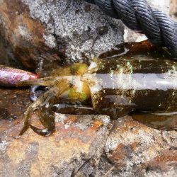 安心しました。