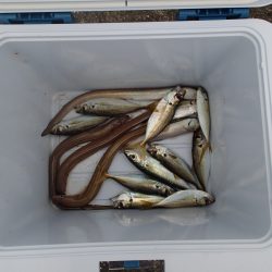 リベンジ　キス釣り