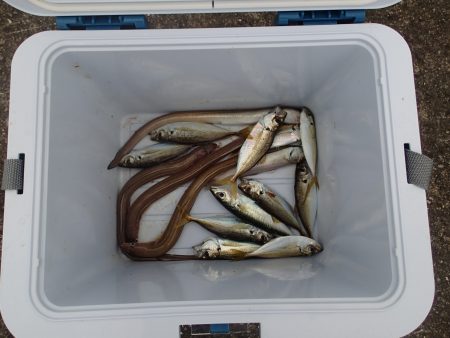 リベンジ　キス釣り