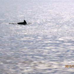 まさかの出会い　　　イルカ