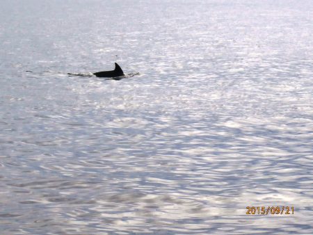 まさかの出会い　　　イルカ