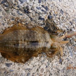 やっぱり宮津で釣りたい