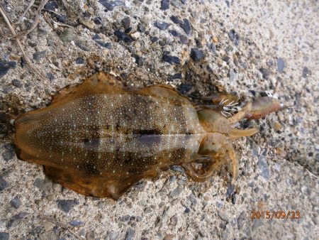 やっぱり宮津で釣りたい