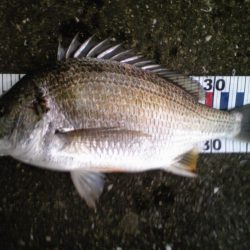 キビレが釣れました!