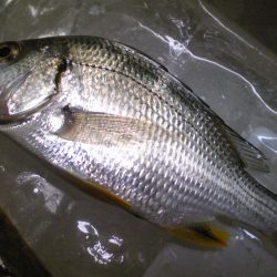 大物取り逃がし！