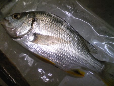 大物取り逃がし！