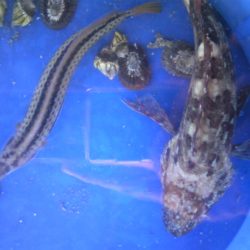 ガッシー、タコが釣れました。