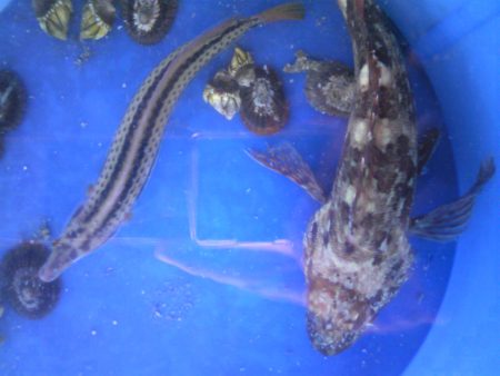 ガッシー、タコが釣れました。