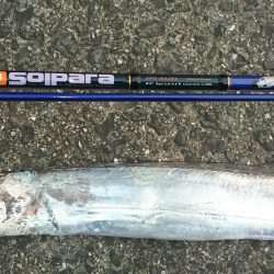 今年初タチウオ‼