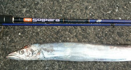 今年初タチウオ‼