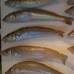 イカは新子目撃のみ。お土産はキス～。