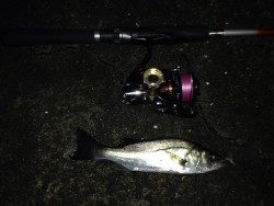 久しぶりにチニング