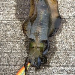 夏烏賊まだおったー