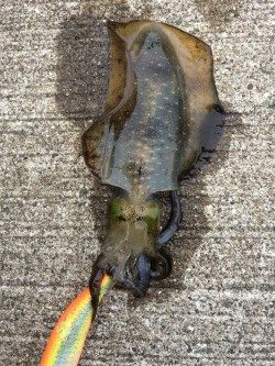 夏烏賊まだおったー