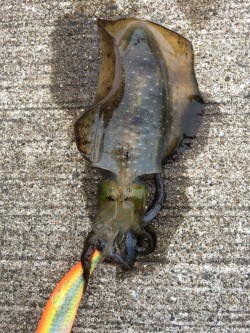 夏烏賊まだおったー