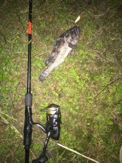 仕事終わり短時間釣行