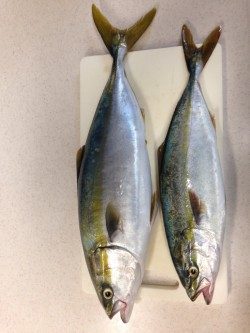 加太にショアジギ調査に行ってきました