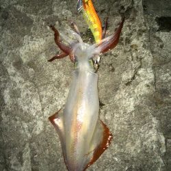 ケンサの後のアオリ