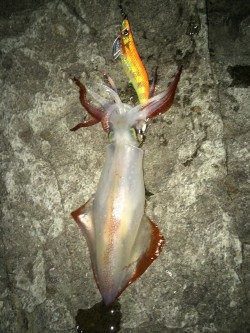 ケンサの後のアオリ