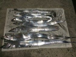 タチウオ釣り
