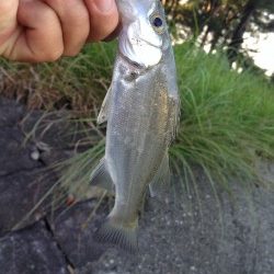 メッキがいない…