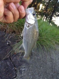 メッキがいない…