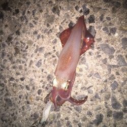 台風直後のアジュールエギング