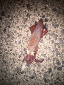 台風直後のアジュールエギング