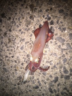 台風直後のアジュールエギング