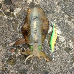 エギングでアオリイカ