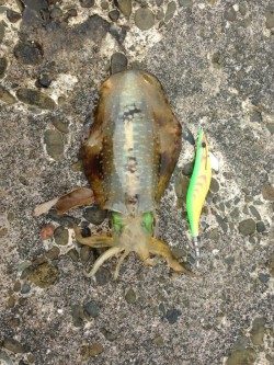 エギングでアオリイカ