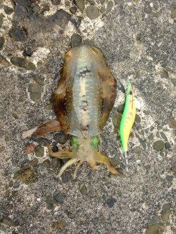 エギングでアオリイカ