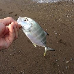 泉南メッキ調査