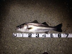 シーバス&キビレ