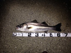 シーバス&キビレ