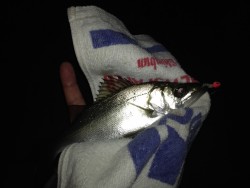 アジがいない…