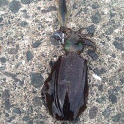 一日中エギング