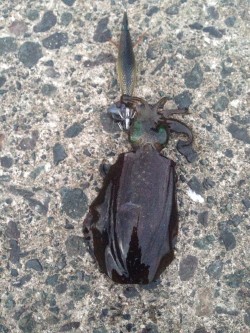 一日中エギング