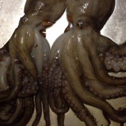 蛸が食べたい⁉️