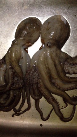 蛸が食べたい⁉️