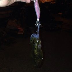 アオリ新子調査