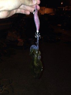 アオリ新子調査