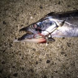 タチウオがきた！