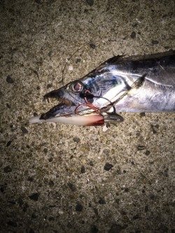 タチウオがきた！