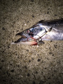 タチウオがきた！