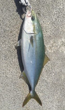 EARLY IN THE EVENING釣行